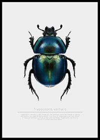 Illustrated beetle in blue and green shades on white background-6
