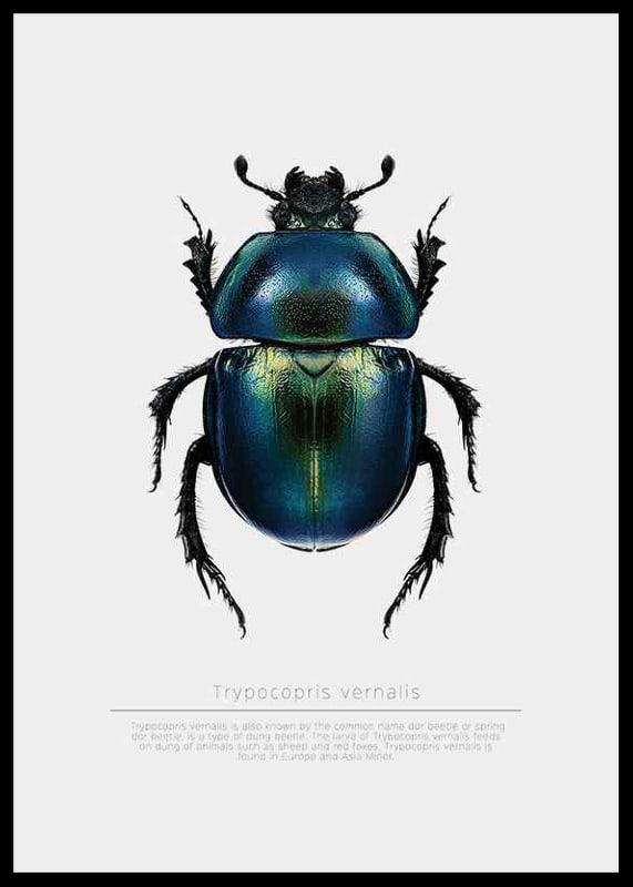 Illustrated beetle in blue and green shades on white background-12