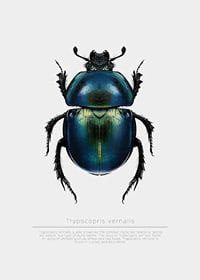 Illustrated beetle in blue and green shades on white background-7