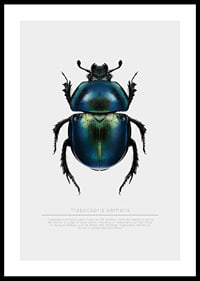 Illustrated beetle in blue and green shades on white background-0