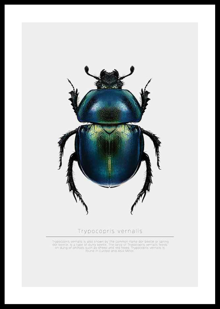 Illustrated beetle in blue and green shades on white background-12