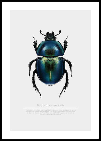 Affiche Beetle Display