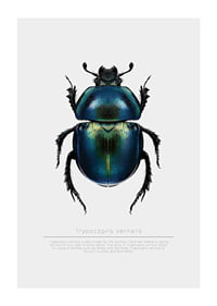 Illustrated beetle in blue and green shades on white background-1