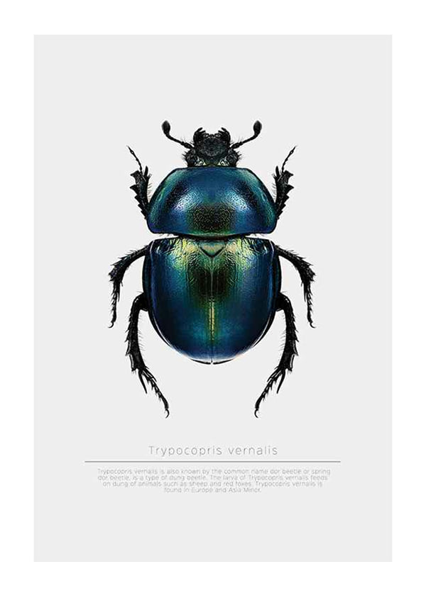 Juliste Beetle Display