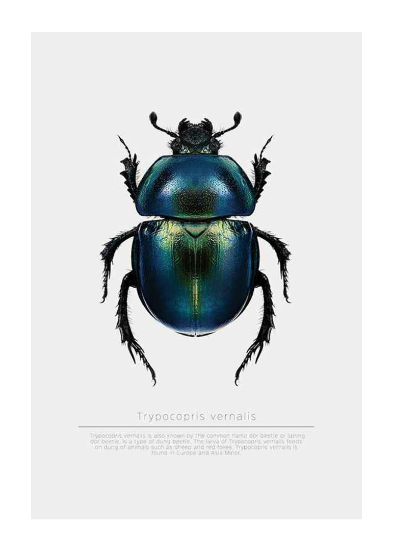 Illustrated beetle in blue and green shades on white background-12