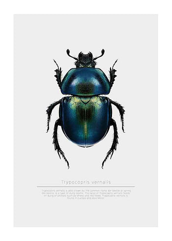 Affiche Beetle Display