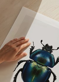 Illustrated beetle in blue and green shades on white background-9