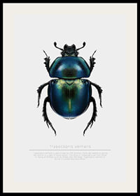 Illustrated beetle in blue and green shades on white background-2