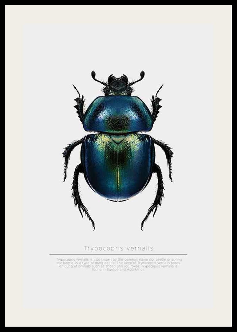 Illustrated beetle in blue and green shades on white background-12