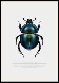 Illusztrált bogár kék és zöld árnyalatokban fehér alapon-2