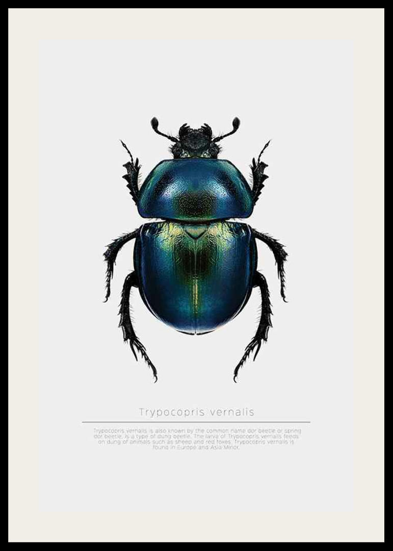 Illusztrált bogár kék és zöld árnyalatokban fehér alapon-12