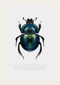 Illustrated beetle in blue and green shades on white background-3