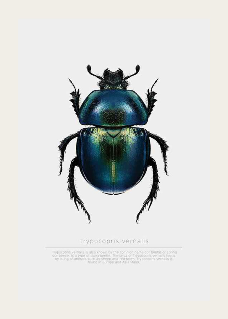 Illustrated beetle in blue and green shades on white background-12