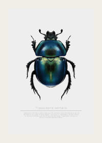 Illusztrált bogár kék és zöld árnyalatokban fehér alapon-3