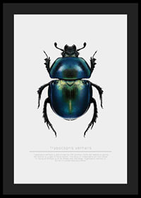 Illustrated beetle in blue and green shades on white background-4