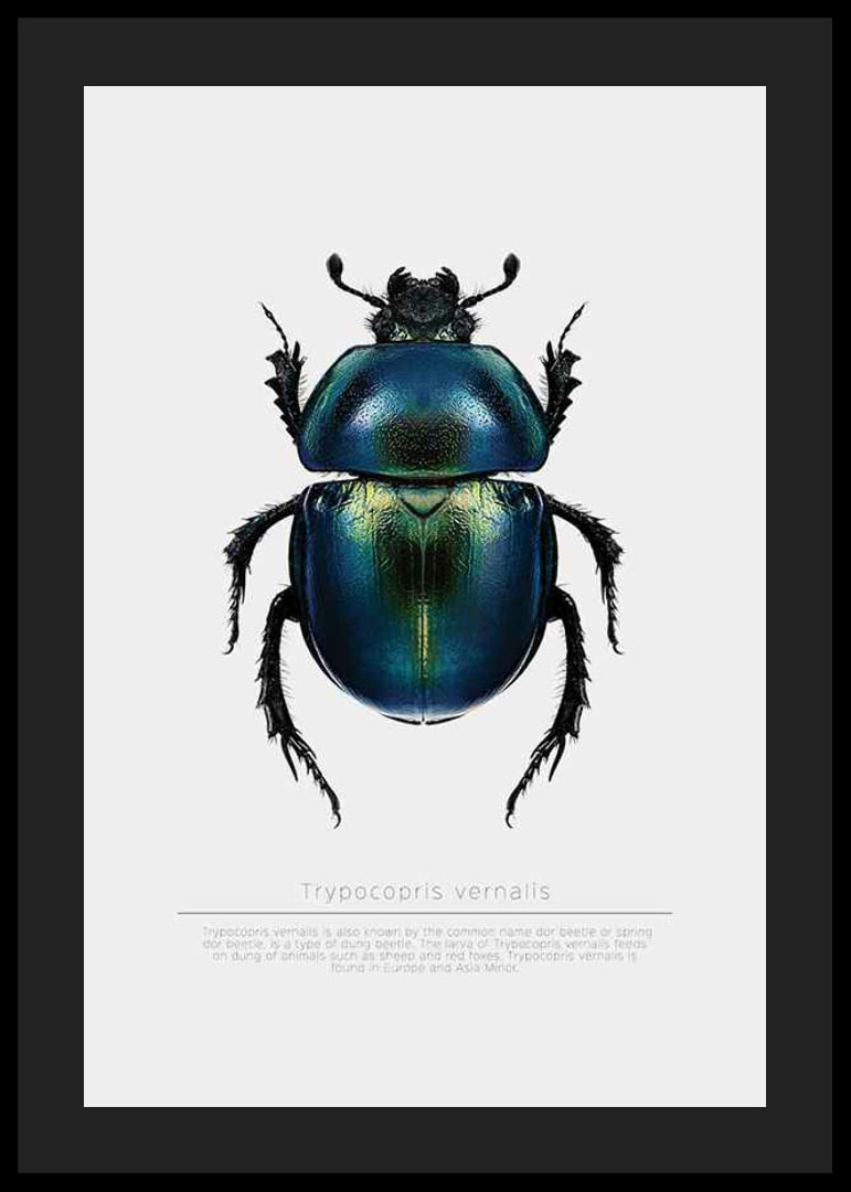 Illustrated beetle in blue and green shades on white background-12
