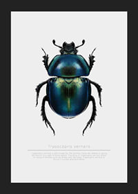 Illustrated beetle in blue and green shades on white background-5