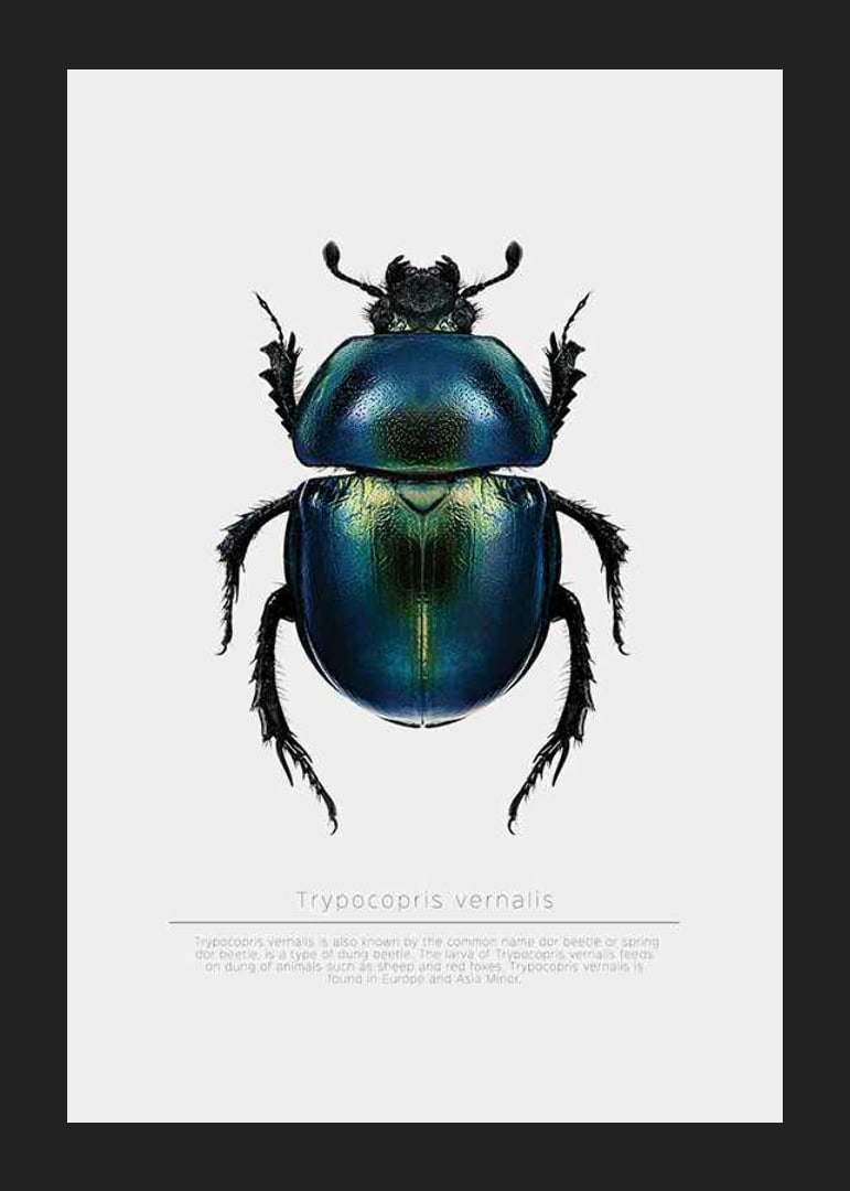 Illustrated beetle in blue and green shades on white background-12