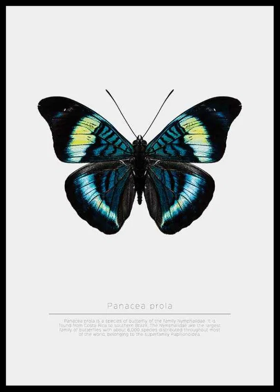 Illustrated butterfly with blue, turquoise and yellow wings against a white background-12