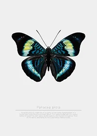 Illustrated butterfly with blue, turquoise and yellow wings against a white background-7