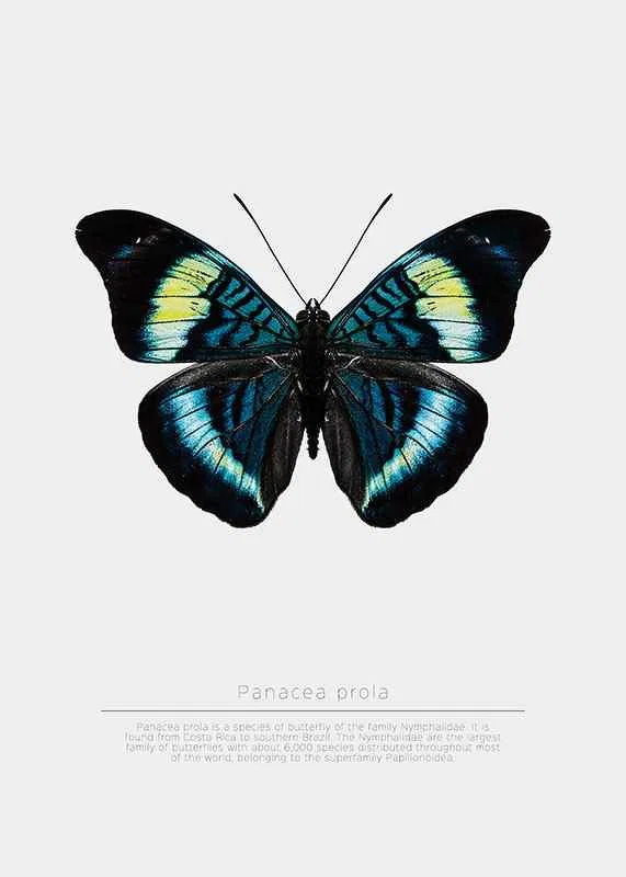 Illustrated butterfly with blue, turquoise and yellow wings against a white background-12