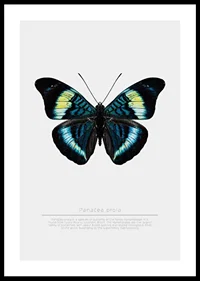 Illustrated butterfly with blue, turquoise and yellow wings against a white background-0
