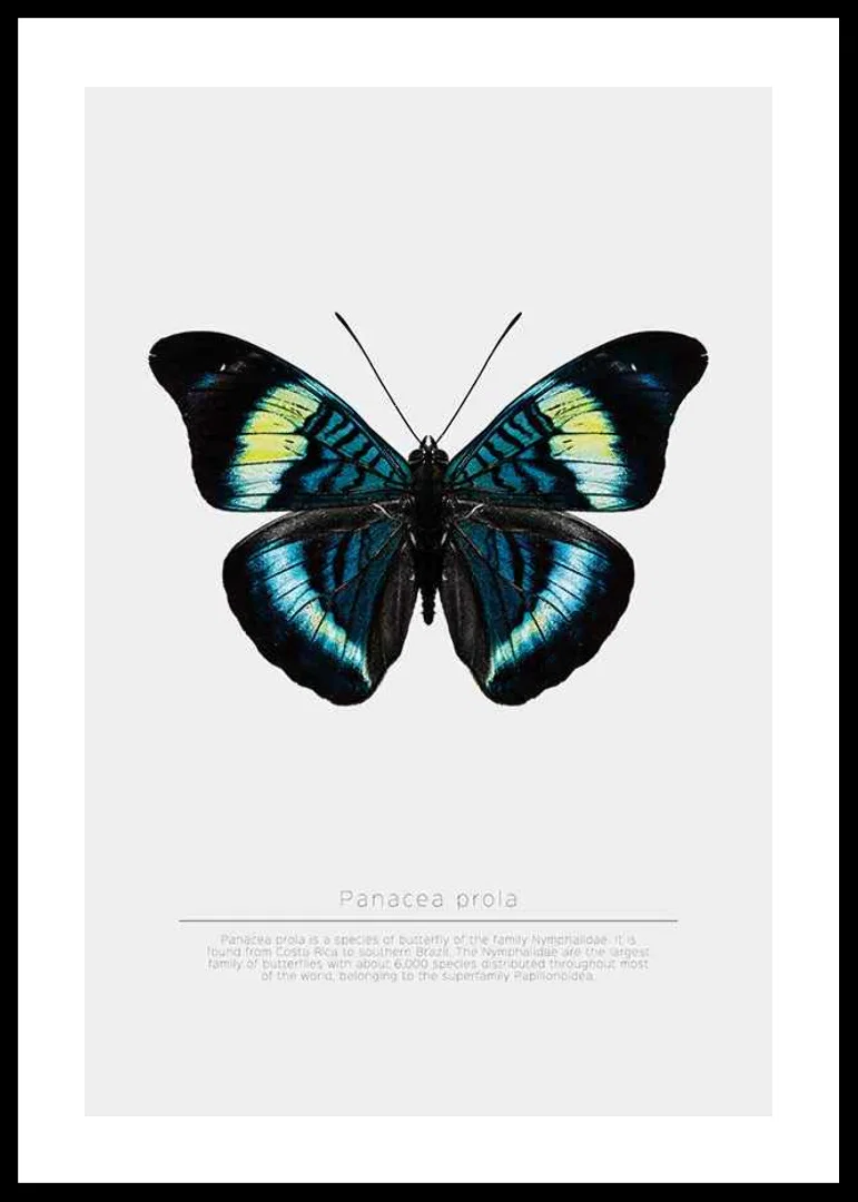 Illustrated butterfly with blue, turquoise and yellow wings against a white background-12