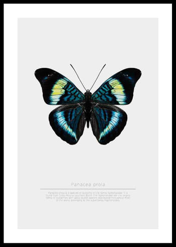 Póster Butterfly Display