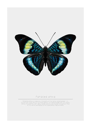 Plagát Butterfly Display