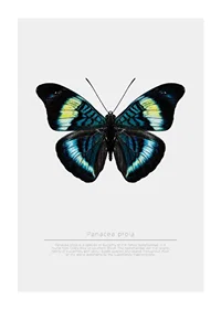 Illustrated butterfly with blue, turquoise and yellow wings against a white background-1