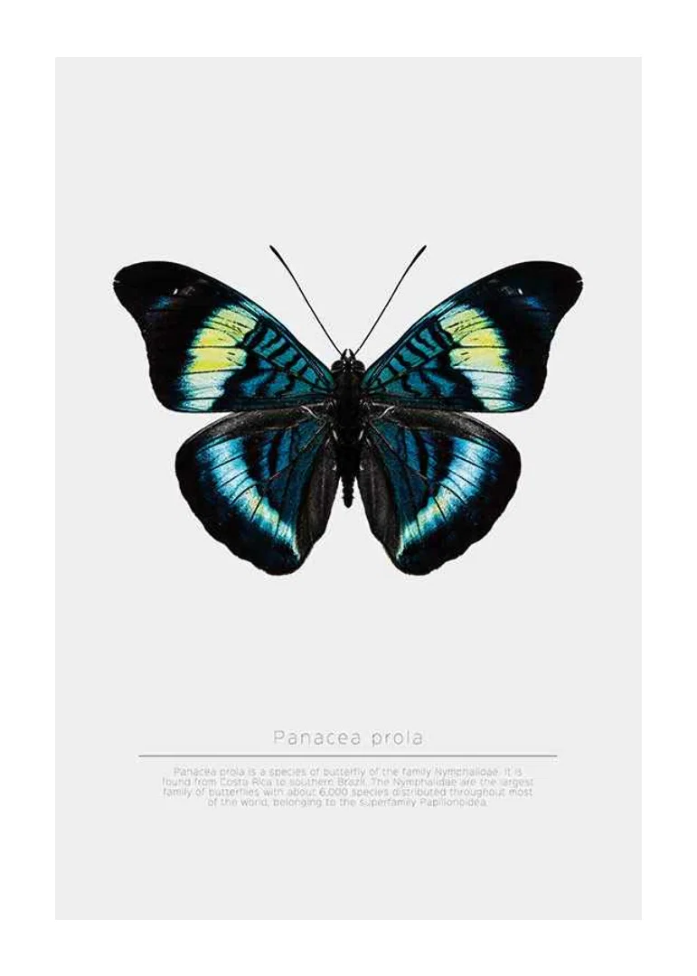 Illustrated butterfly with blue, turquoise and yellow wings against a white background-12