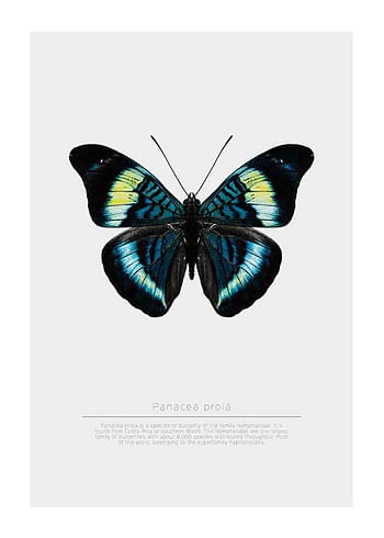 Plagát Butterfly Display