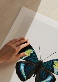 Illustrated butterfly with blue, turquoise and yellow wings against a white background-9