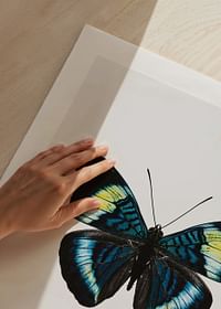 Butterfly Display-5