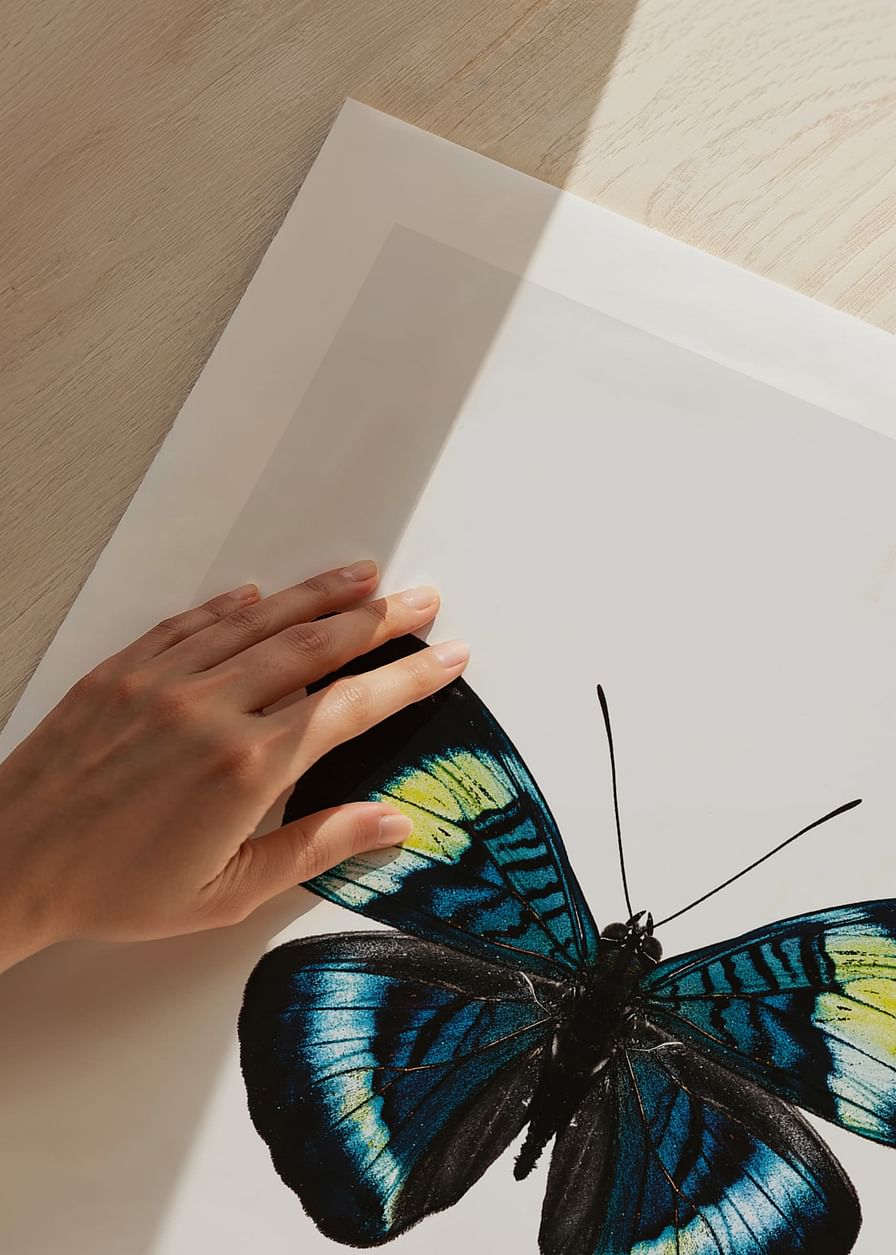 Butterfly Display-12