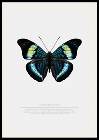 Illustrated butterfly with blue, turquoise and yellow wings against a white background-2