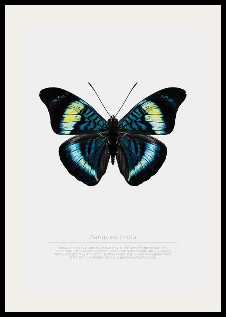 Illustrated butterfly with blue, turquoise and yellow wings against a white background-12