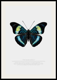 Illusztrált pillangó kék, türkiz és sárga szárnyakkal fehér háttér előtt-2