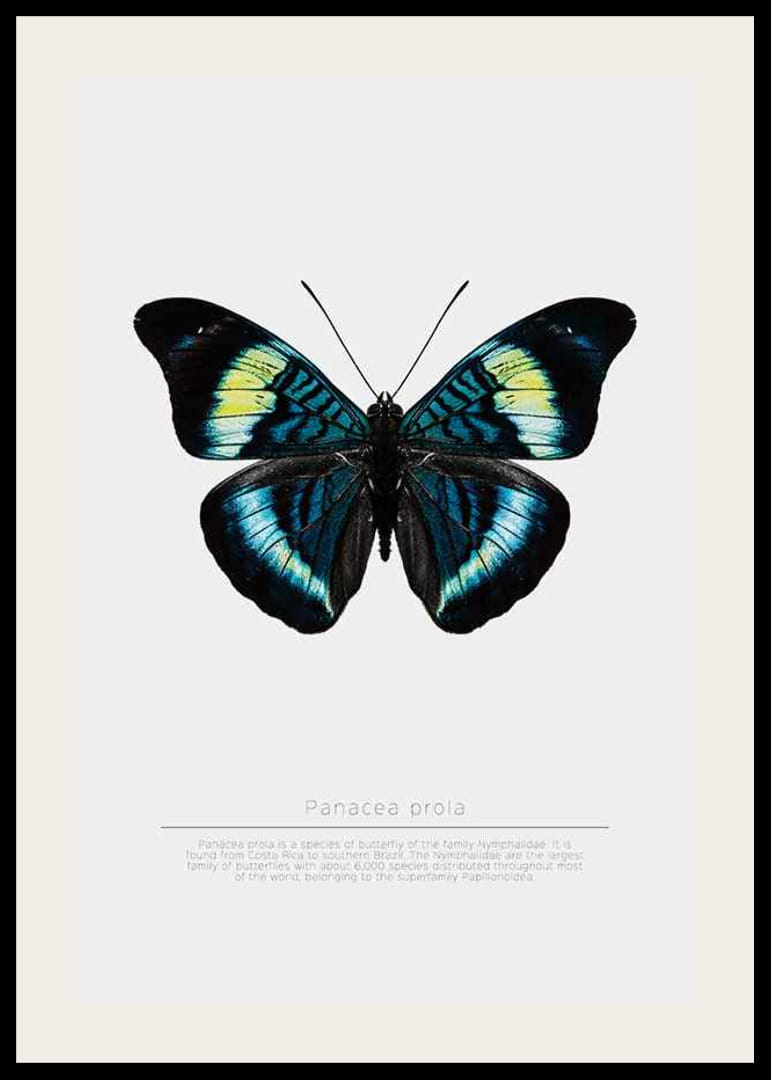 Illusztrált pillangó kék, türkiz és sárga szárnyakkal fehér háttér előtt-12