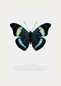 Illustrated butterfly with blue, turquoise and yellow wings against a white background-3