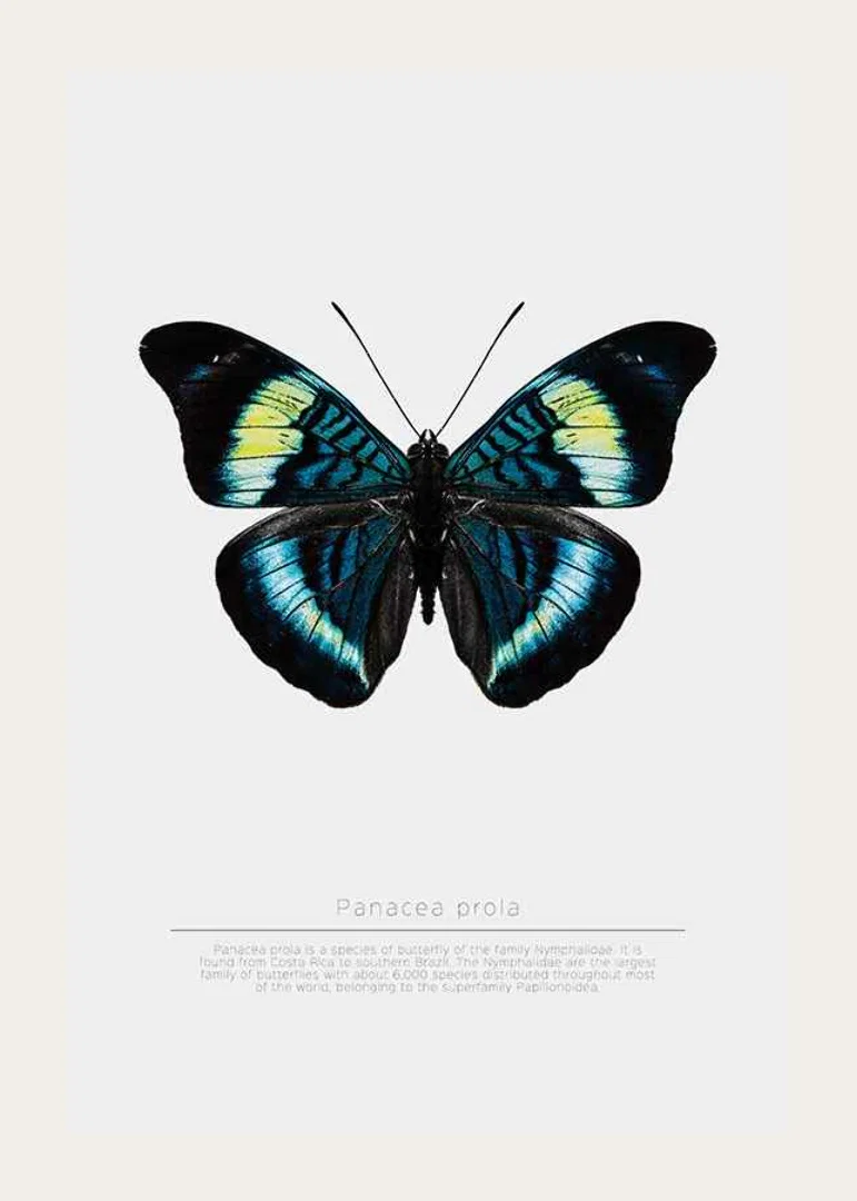 Illustrated butterfly with blue, turquoise and yellow wings against a white background-12