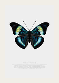 Illusztrált pillangó kék, türkiz és sárga szárnyakkal fehér háttér előtt-3