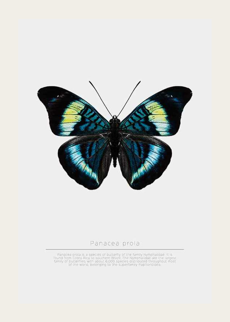 Illusztrált pillangó kék, türkiz és sárga szárnyakkal fehér háttér előtt-12