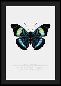 Illustrated butterfly with blue, turquoise and yellow wings against a white background-4