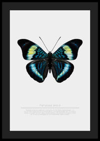 Illusztrált pillangó kék, türkiz és sárga szárnyakkal fehér háttér előtt-4