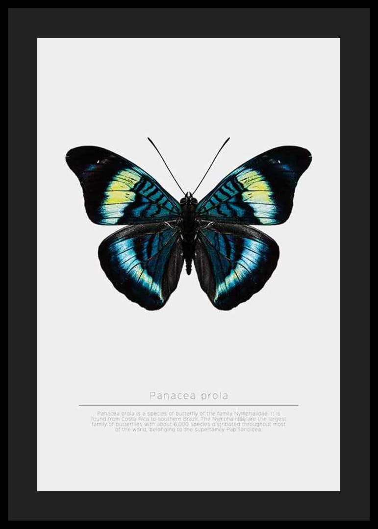 Illusztrált pillangó kék, türkiz és sárga szárnyakkal fehér háttér előtt-12