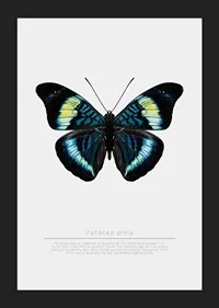 Illustrated butterfly with blue, turquoise and yellow wings against a white background-5