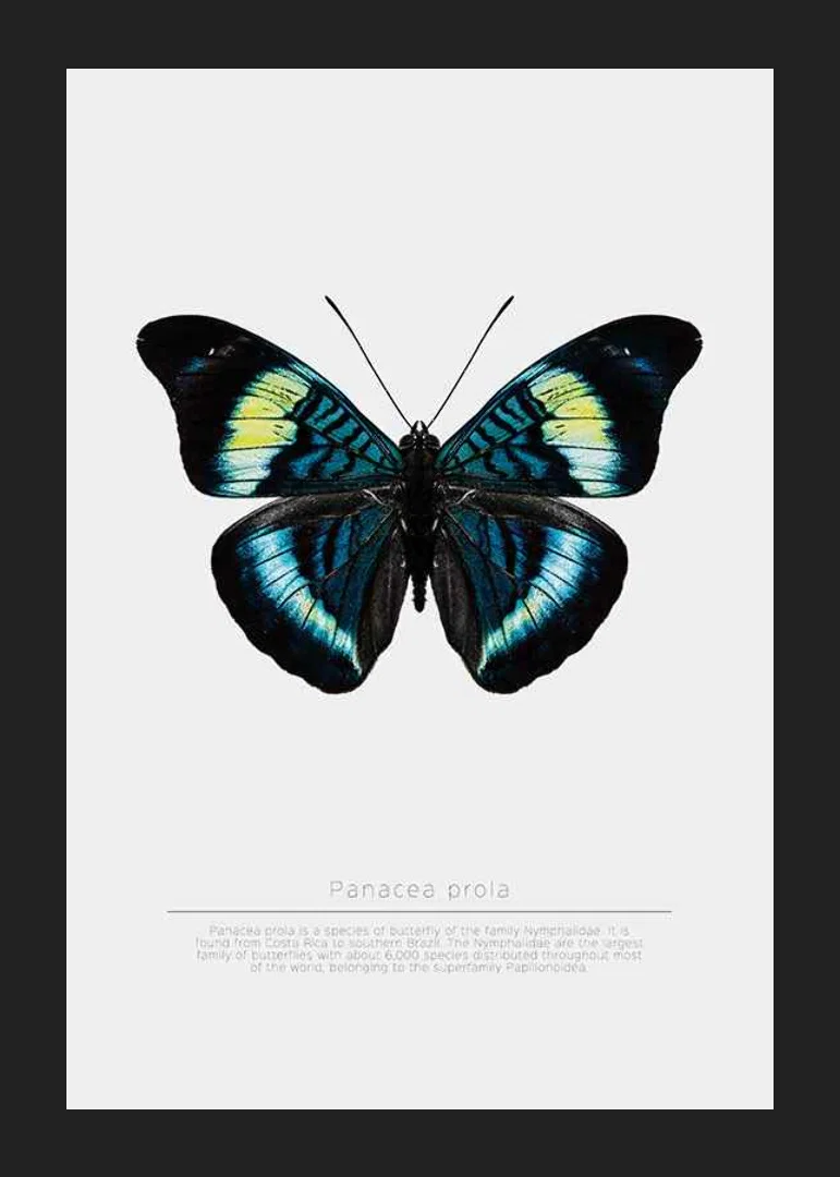 Illustrated butterfly with blue, turquoise and yellow wings against a white background-12
