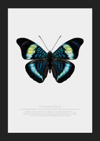 Illusztrált pillangó kék, türkiz és sárga szárnyakkal fehér háttér előtt-5