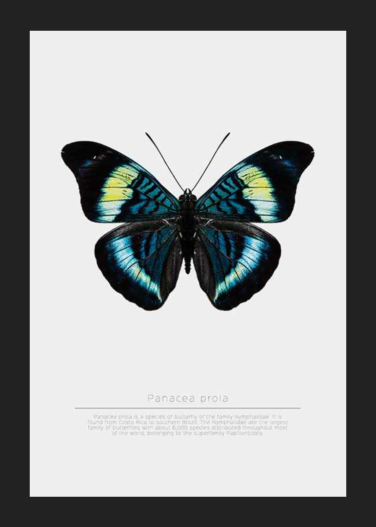 Illusztrált pillangó kék, türkiz és sárga szárnyakkal fehér háttér előtt-12